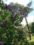Blossom lilac near pine