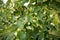 Blossom linden lime-tree, basswood tree on green background