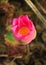 Blossom lotus bud