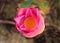 Blossom lotus bud top view