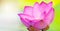 Blossom lotus flower on nature background with copy space. Bloom tropical lotus soft of focus