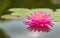 Blossom lotus flower in thailand