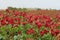 Blossom lupine field background on sunny day on spring in Malta, red lupine field, maltese landscape, maltese nature, red flowers