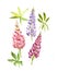 Blossom lupines. Blue art watercolor wedding blossom lupines  on white background.