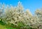 Blossom magnolia trees with flowers