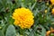 Blossom marigold flower.