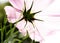 Blossom of a mexican aster from below