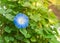 Blossom morning glory blue heavenly flower on vine at backyard garden near Dallas, Texas, USA