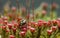 Blossom moss and ladybug portrait