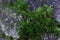 Blossom Moss Texture Background
