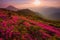 Blossom mountains scenery,  summer dawn landscape, amazing blooming pink rhododendron flowers