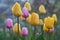 Blossom multicolored tulips. Spring flowers