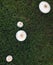 Blossom mushroom on the greensward. top view