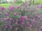 Blossom of natura injoyed by bees at open land during monsoon