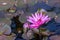 Blossom Nymphaea red lotus close-up with a bud, blooming aquatic flower lotus water lily in the rainfores