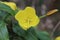 Blossom of Oenothera biennis (common evening-primrose)