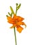 Blossom orange double Daylily Hemerocallis Apricot Beauty fulva kwanso