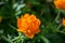 Blossom orange globeflower flower on a dark green background on a summer day macro photography.