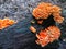 A blossom of orange mushrooms on a log in Ohio - USA