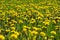 Blossom and overblown yellow dandelions on green meadow