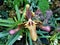 Blossom of Paphiopedilum esquirolei orchid in botanical garden