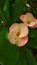 Blossom peach euphorbia flowers