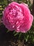 Blossom peony