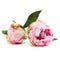 Blossom peony flowers, floral background