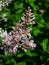 Blossom Persian lilac or Syringa persica macro, selective focus, shallow DOF