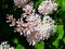 Blossom Persian lilac or Syringa persica macro, selective focus, shallow DOF