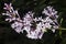 Blossom Persian lilac, Syringa persica, macro, selective focus, shallow DOF
