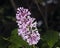 Blossom Persian lilac, Syringa persica, macro, selective focus, shallow DOF