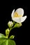 Blossom of philadelphus coronarius apperture 16