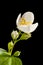 Blossom of philadelphus coronarius apperture 22