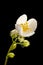 Blossom philadelphus coronarius appeture 40 wet