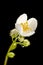 Blossom philadelphus coronarius appeture 8 wet