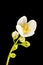 Blossom philadelphus coronarius five buds apperture 22