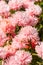 Blossom pink aster callistephus needle flower close-up vertical. Lush fresh inflorescences of callistephus blooming in autumn in