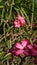 Blossom pink dessert rose (adenium) flowers