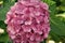 Blossom of pink hydrangea close up. Gorgeous hydrangea blooming. Tender flowers soft little petals. Perfume aroma