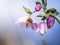 Blossom of a pink lenten rose Helleborus orientalis in spring with beautiful colors