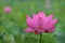 Blossom pink lotus flowers