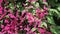 Blossom pink mexican creeper or chain of love with swarm of bees drinking nectar outdoor background