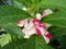 Blossom pink and red flower Garden Balsam tree