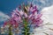 Blossom of a pink spiny spider flower