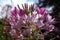 Blossom of a pink spiny spider flower