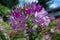 Blossom of a pink spiny spider flower