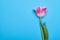 Blossom pink tulip over blue flatlay