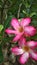 Blossom pink-white dessert rose (adenium) flowers