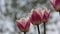 Blossom Pink And White Tulips